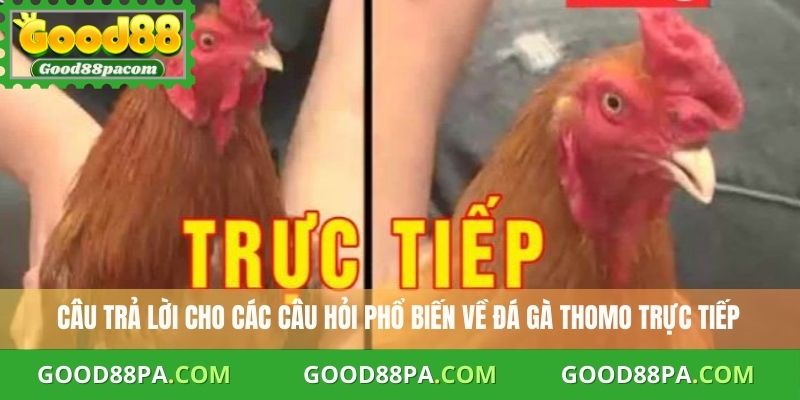 Câu trả lời cho các câu hỏi phổ biến về đá gà Thomo trực tiếp